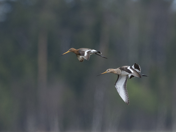Mustapyrstökuiri, Black-tailed Godwit, Limosa limosa