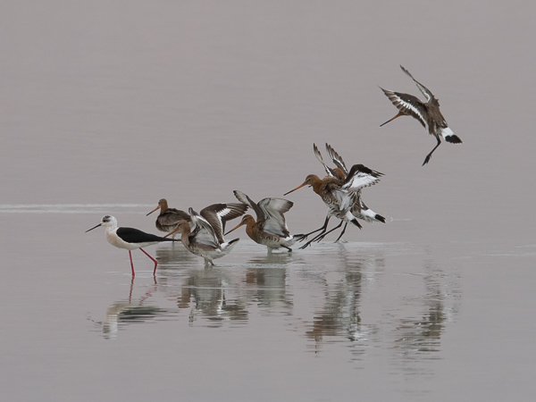 Mustapyrstökuiri, Black-tailed Godwit, Limosa limosa