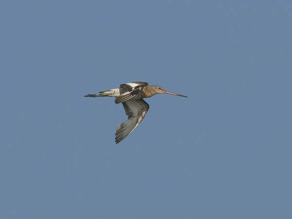 Mustapyrstökuiri, Black-tailed Godwit, Limosa limosa