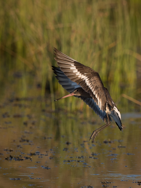 Mustapyrstökuiri, Black-tailed Godwit, Limosa limosa