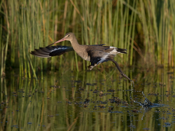 Mustapyrstökuiri, Black-tailed Godwit, Limosa limosa