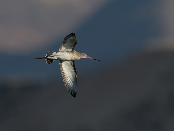 Mustapyrstökuiri, Black-tailed Godwit, Limosa limosa