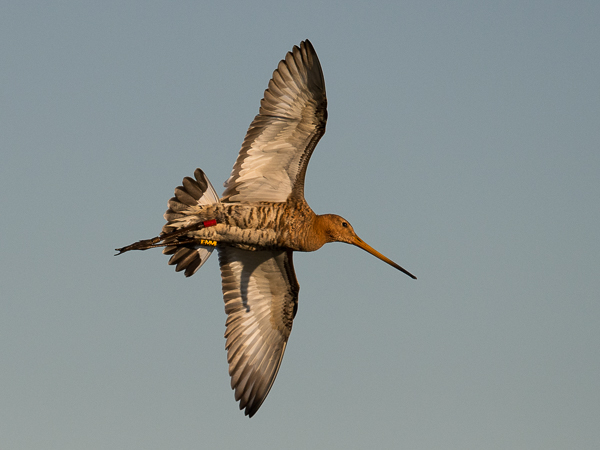 Mustapyrstökuiri, Black-tailed Godwit, Limosa limosa