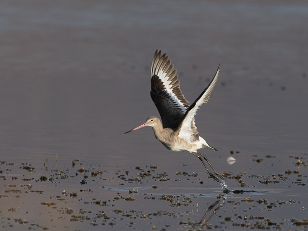 Mustapyrstökuiri, Black-tailed Godwit, Limosa limosa