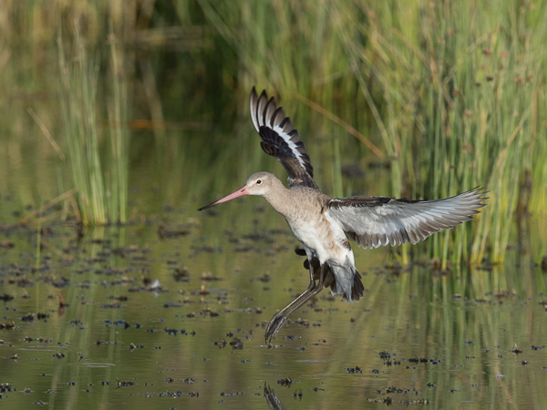 Mustapyrstökuiri, Black-tailed Godwit, Limosa limosa