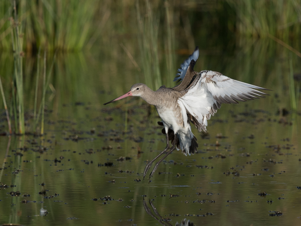 Mustapyrstökuiri, Black-tailed Godwit, Limosa limosa