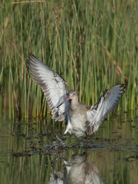 Mustapyrstökuiri, Black-tailed Godwit, Limosa limosa