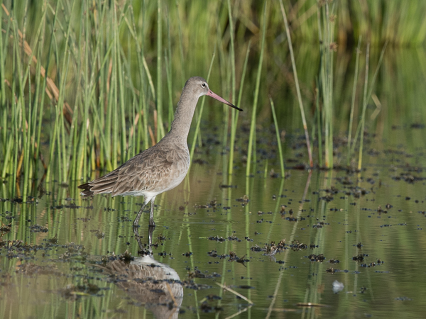 Mustapyrstökuiri, Black-tailed Godwit, Limosa limosa