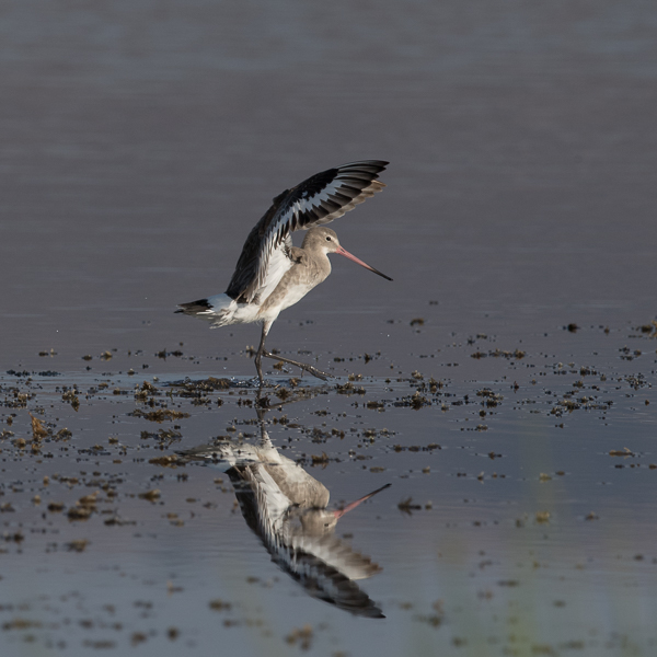 Mustapyrstökuiri, Black-tailed Godwit, Limosa limosa