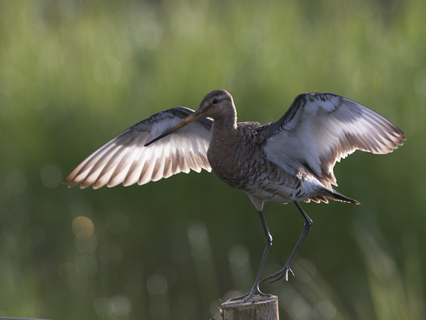 Mustapyrstökuiri, Black-tailed Godwit, Limosa limosa