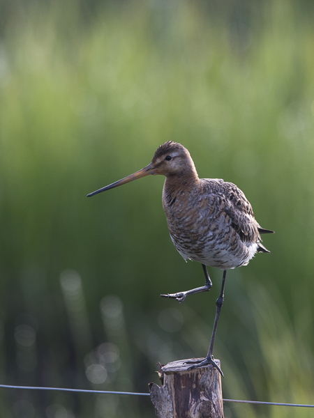 Mustapyrstökuiri, Black-tailed Godwit, Limosa limosa