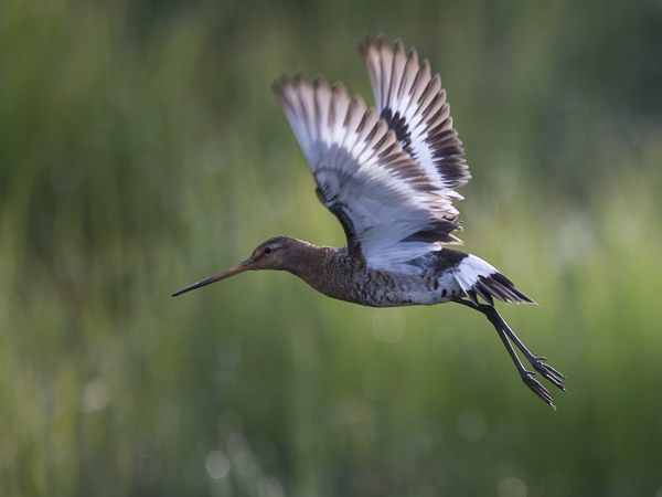 Mustapyrstökuiri, Black-tailed Godwit, Limosa limosa