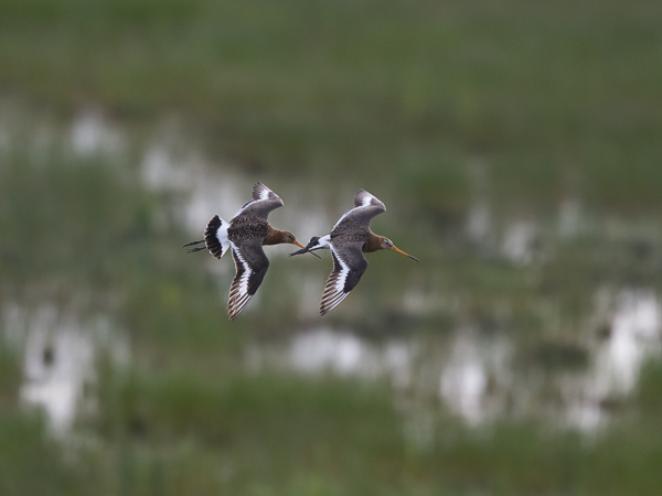 Mustapyrstökuiri, Black-tailed Godwit, Limosa limosa