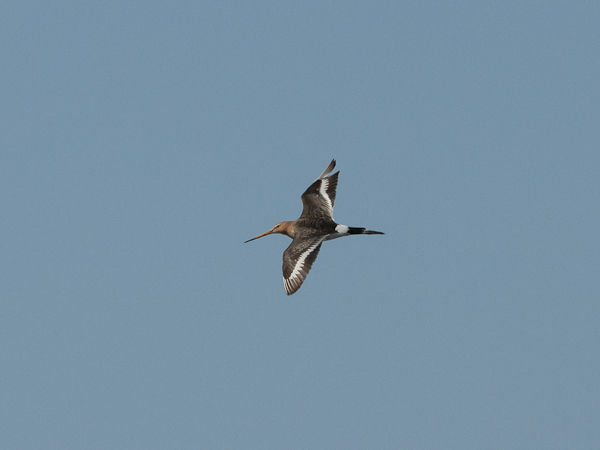 Mustapyrstökuiri, Black-tailed Godwit, Limosa limosa
