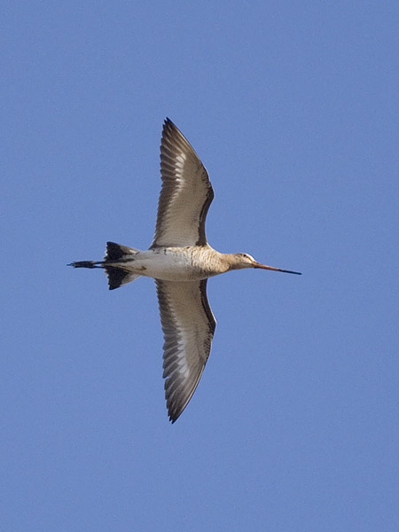 Mustapyrstökuiri, Black-tailed Godwit, Limosa limosa