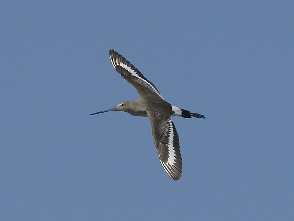 Mustapyrstökuiri, Black-tailed Godwit, Limosa limosa