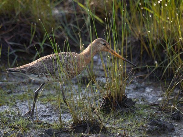 Mustapyrstökuiri, Black-tailed Godwit, Limosa limosa