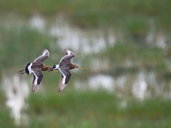 Mustapyrstökuiri, Black-tailed Godwit, Limosa limosa