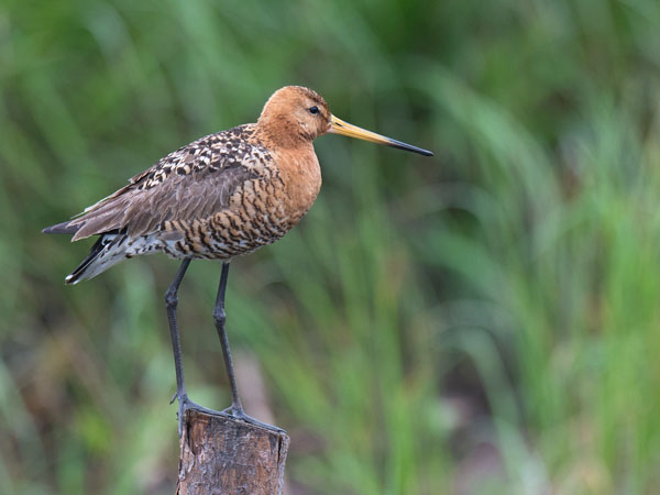 Mustapyrstökuiri, Black-tailed Godwit, Limosa limosa