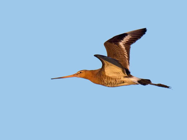 Mustapyrstökuiri, Black-tailed Godwit, Limosa limosa