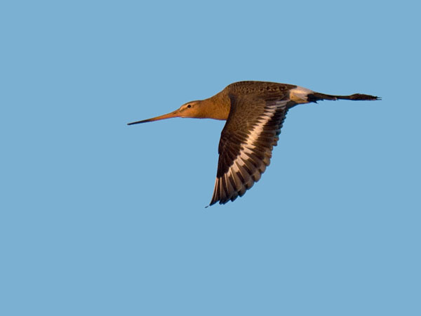 Mustapyrstökuiri, Black-tailed Godwit, Limosa limosa