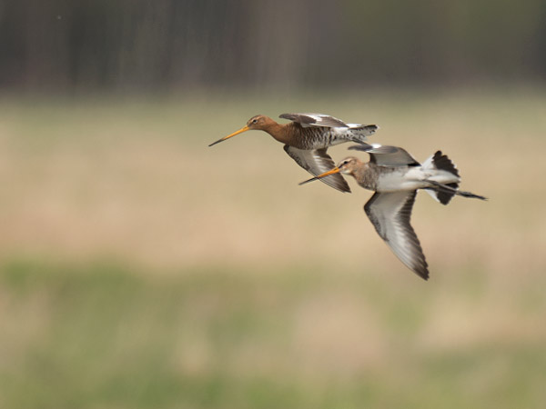 Mustapyrstökuiri, Black-tailed Godwit, Limosa limosa