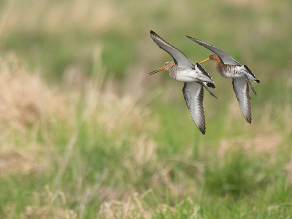 Mustapyrstökuiri, Black-tailed Godwit, Limosa limosa