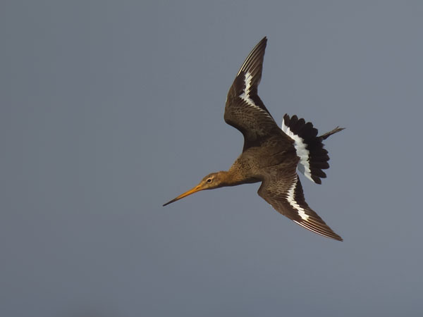 Mustapyrstökuiri, Black-tailed Godwit, Limosa limosa