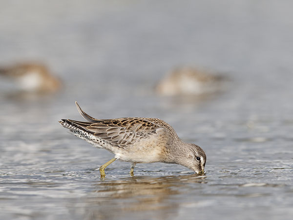 Tundrakurppelo, Long-billed Dowitcher, Limnodromus scolopaceus
