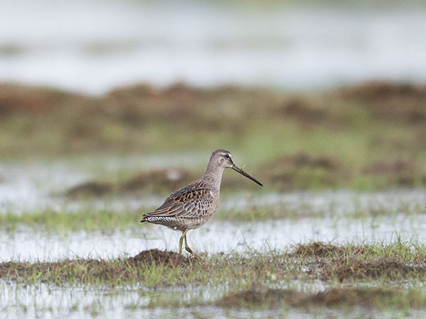 Tundrakurppelo, Long-billed Dowitcher, Limnodromus scolopaceus