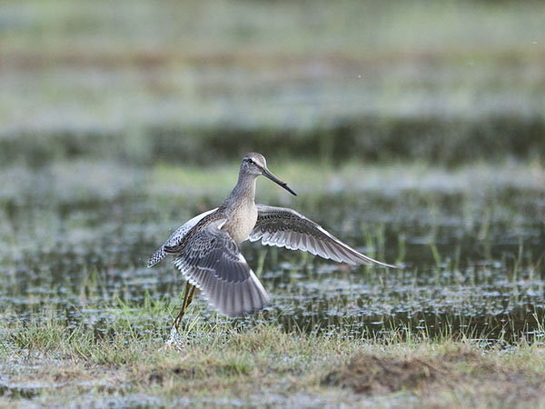 Tundrakurppelo, Long-billed Dowitcher, Limnodromus scolopaceus