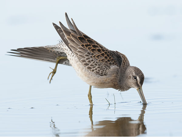 Tundrakurppelo, Long-billed Dowitcher, Limnodromus scolopaceus