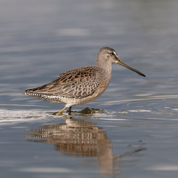 Tundrakurppelo, Long-billed Dowitcher, Limnodromus scolopaceus