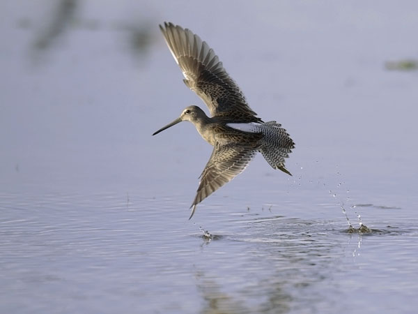 Tundrakurppelo, Long-billed Dowitcher, Limnodromus scolopaceus