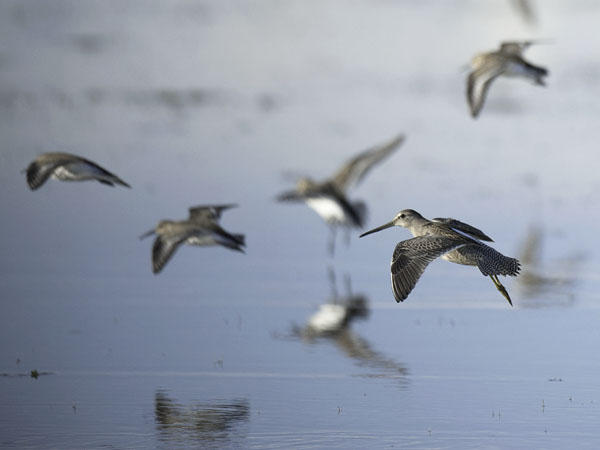 Tundrakurppelo, Long-billed Dowitcher, Limnodromus scolopaceus