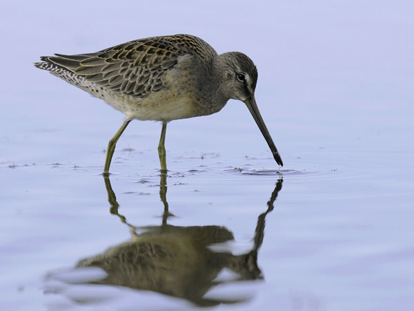 Tundrakurppelo, Long-billed Dowitcher, Limnodromus scolopaceus