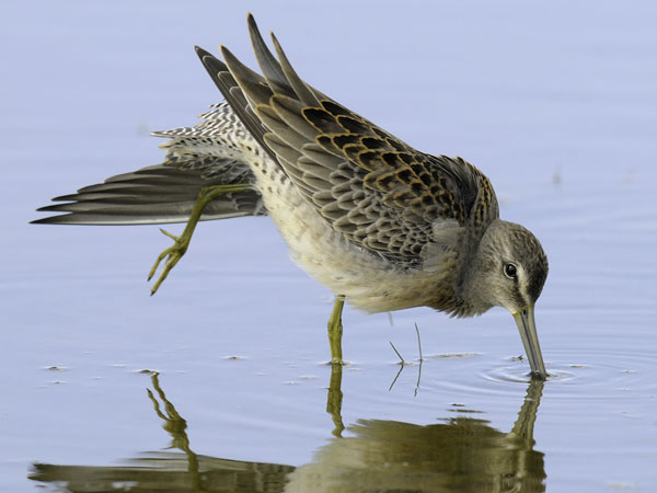 Tundrakurppelo, Long-billed Dowitcher, Limnodromus scolopaceus