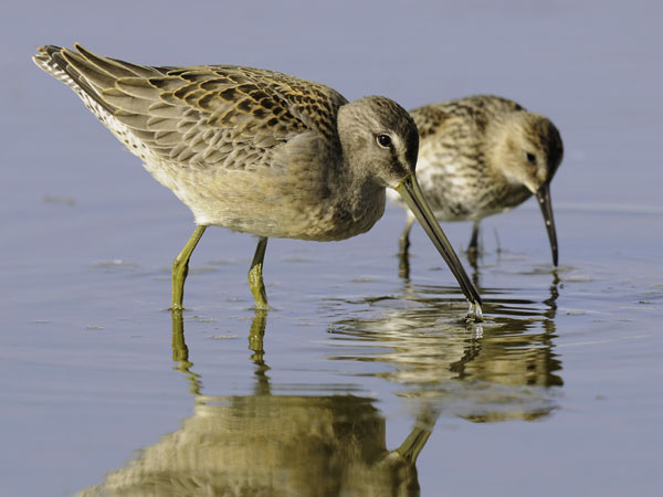 Tundrakurppelo, Long-billed Dowitcher, Limnodromus scolopaceus