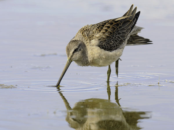 Tundrakurppelo, Long-billed Dowitcher, Limnodromus scolopaceus