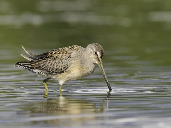 Tundrakurppelo, Long-billed Dowitcher, Limnodromus scolopaceus