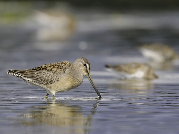 Tundrakurppelo, Long-billed Dowitcher, Limnodromus scolopaceus