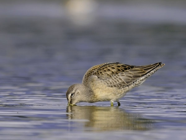 Tundrakurppelo, Long-billed Dowitcher, Limnodromus scolopaceus