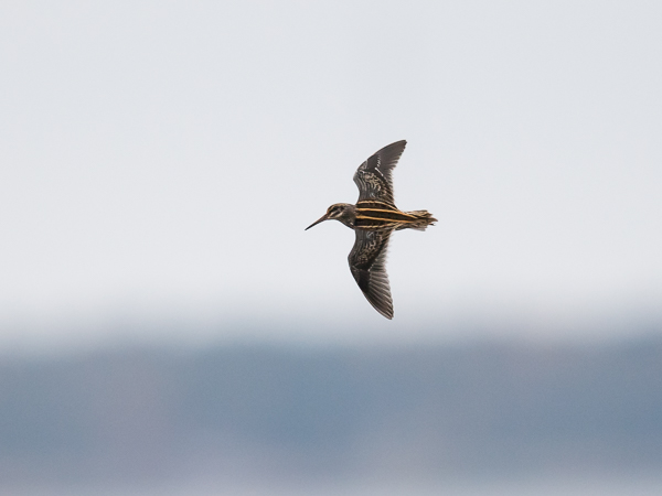 Jänkäkurppa, Jack Snipe, Lymnocryptes minimus