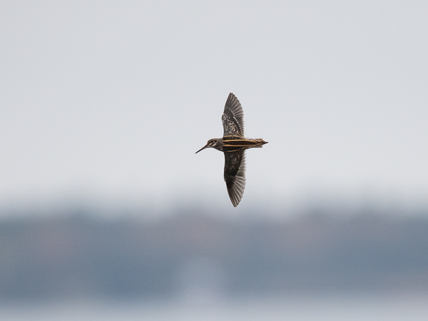 Jänkäkurppa, Jack Snipe, Lymnocryptes minimus