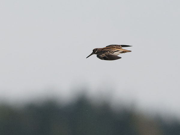 Jänkäkurppa, Jack Snipe, Lymnocryptes minimus