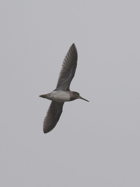 Jänkäkurppa, Jack Snipe, Lymnocryptes minimus