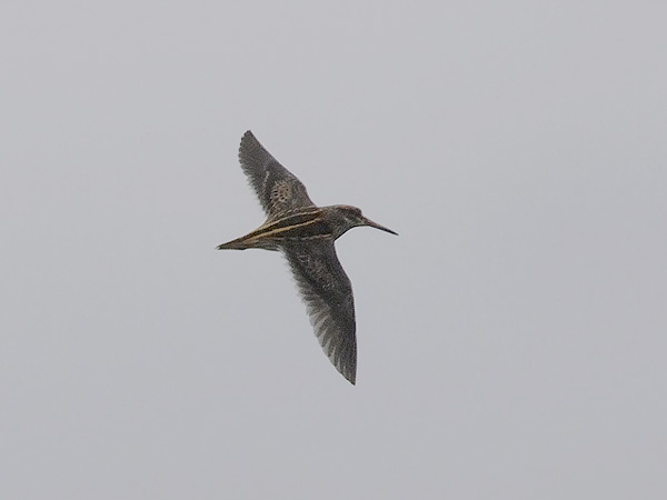 Jänkäkurppa, Jack Snipe, Lymnocryptes minimus