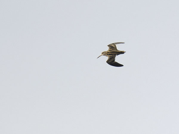 Jänkäkurppa, Jack Snipe, Lymnocryptes minimus