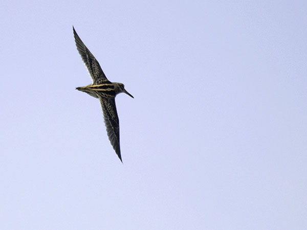 Jänkäkurppa, Jack Snipe, Lymnocryptes minimus