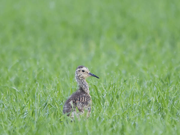 Kuovi, Eurasian Curlew, Numenius arquata